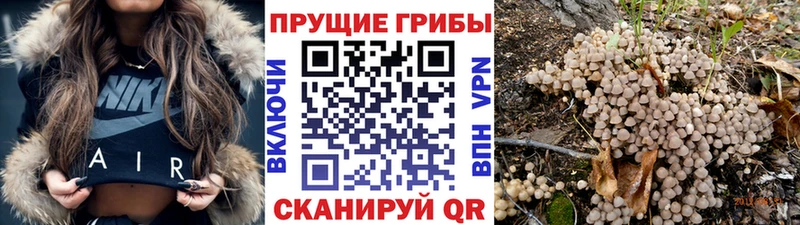 цена наркотик  Губаха  Псилоцибиновые грибы GOLDEN TEACHER 